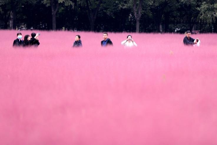 邂逅這片“粉霧?！?>
     <p>邂逅這片“粉霧?！?/p>
</a>
        </div>
    </div>
    <!--推薦圖集end-->
    <div   id=