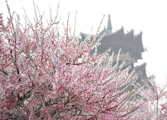 杭州現“雨凇” 花木穿“冰衣”
