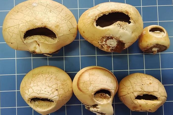 陜西發現真菌新物種秦嶺隱孔菌