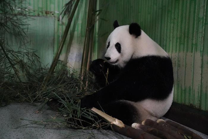 大熊貓“福娃”“鳳儀”平安回國
