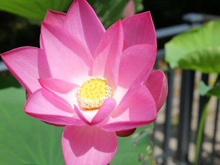 麗水千年古蓮綻放 宋代“活文物”煥生機