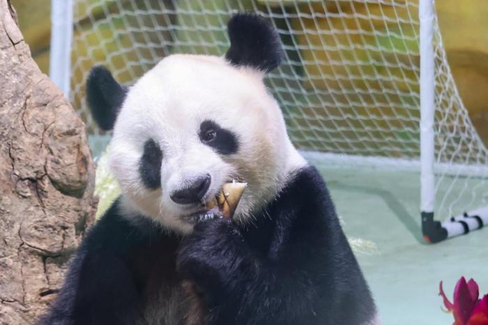 南京紫清湖舉辦大熊貓生日見面會