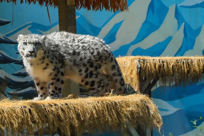 青海西寧：網紅雪豹“凌小蟄”康復訓練引關注