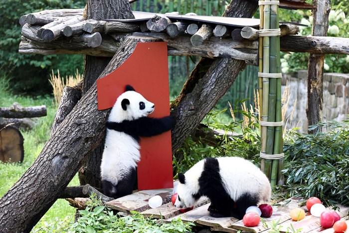 雙胞胎大熊貓“夢好”“夢甜”迎一周歲生日