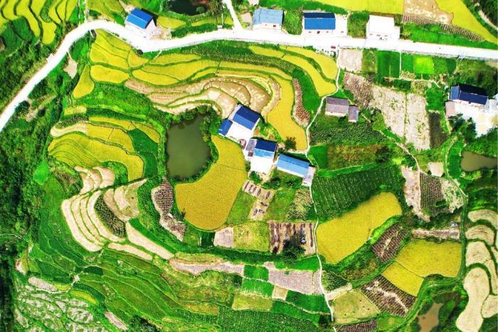 湖北三峽庫(kù)區(qū)高山梯田“豐”景如畫