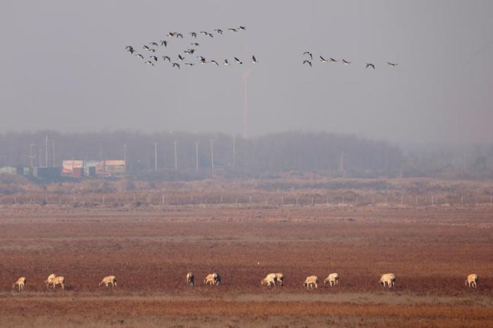 黃海之濱江蘇鹽城濕地生態好