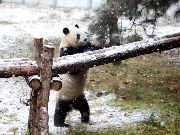 陜西西安：秦嶺大熊貓雪中玩耍