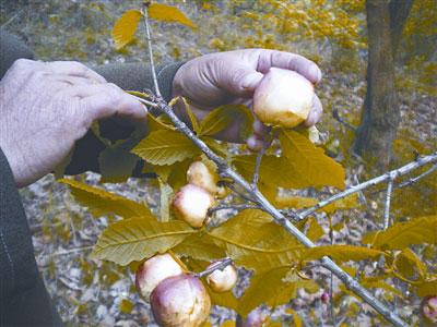 ���ް������ϽY���ֹ�