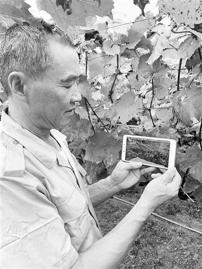 無錫物聯網小鎮,農民捧著手機“種葡萄”