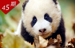 海歸大熊貓“養老”記