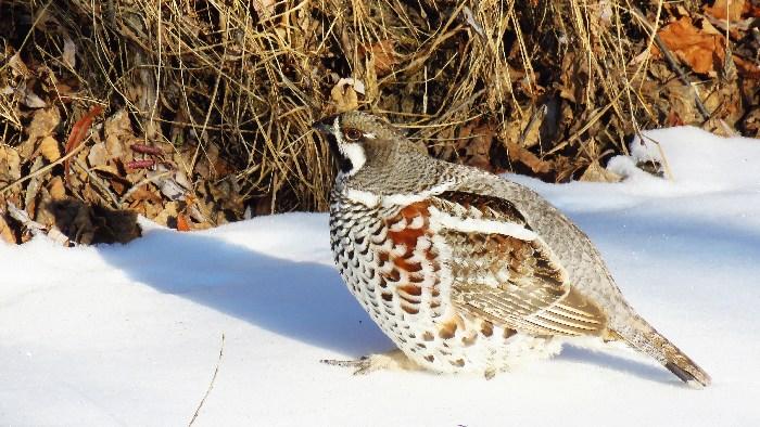 -30℃！花尾榛雞勇敢做客“中國(guó)冷極”