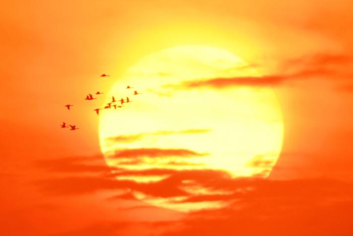 山東青島：候鳥翔集秋光美