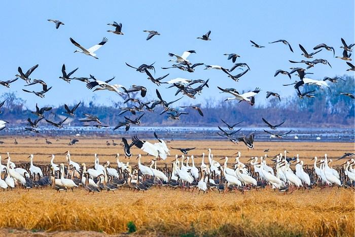 鄱陽湖迎越冬候鳥高峰 百鳥群舞繪生態(tài)畫卷